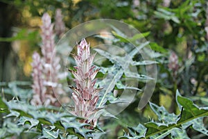 Mountain thistle, Bear\'s breech, Acanthus montanus, African species, Introduced ornamental species photo