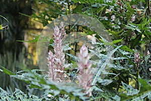 Mountain thistle, Bear\'s breech, Acanthus montanus, African species, Introduced ornamental species photo