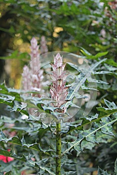 Mountain thistle details background photo, Bear\'s breech, Acanthus montanus, African species, Introduced ornamental species photo