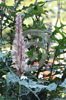 Mountain thistle details photo, Bear\'s breech, Acanthus montanus, African species, Introduced ornamental species photo