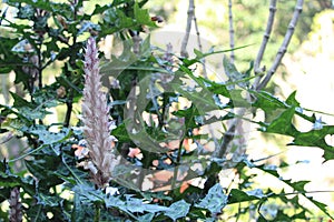 Mountain thistle details photo, Bear\'s breech, Acanthus montanus, African species, Introduced ornamental species photo