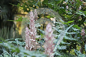 Mountain thistle details photo, Bear\'s breech, Acanthus montanus, African species, Introduced ornamental species photo