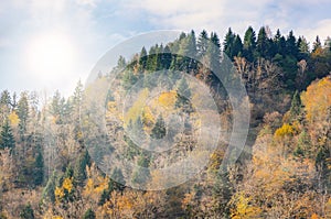 Mountain top, trees with yellow leaves, green firs. Autumn sunny day