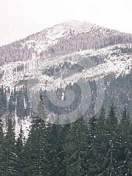 Mountain tops in winter covered in snow - vintage film look