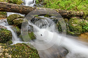 Mountain torrent in the Vosges