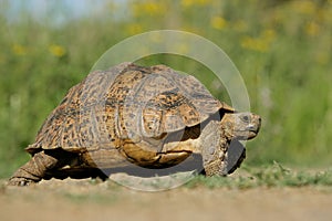 Mountain tortoise