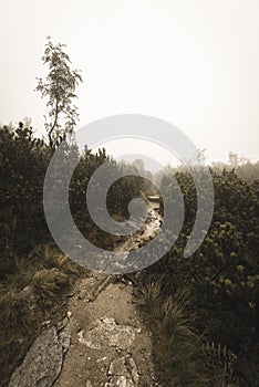 Mountain tourist trail in autumn covered in mist - soft vintage