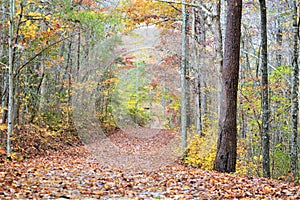 The mountain trail is covered with burnt color leaves