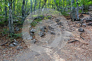 Mountain trail and forest on mount AI-Petri in the Crimea in autumn