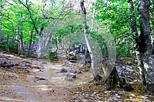 Mountain trail and forest on mount AI-Petri in the Crimea in autumn