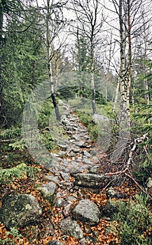 Mountain trail in forest on a rainy day