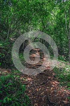 Mountain trail in jungle woodland