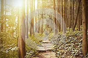 Mountain trail in the pine forest