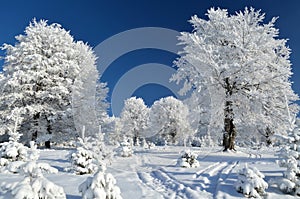 Mountain trail between snowy trees