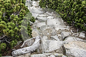 Mountain trail. Tatra Mountains.