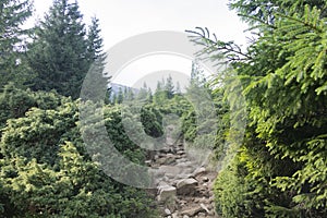 Mountain trail in the thickets of conifers