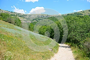 Mountain trail among vegetation on a sunny summer day