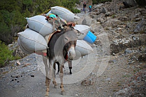 Montana transporte 