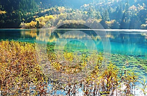 Mountain tree lake and grass in autumn jiuzhaigou