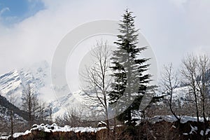 Mountain and tree of Manali Himachal Pradesh Town in India