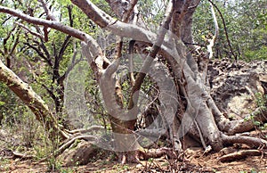 Mountain trees