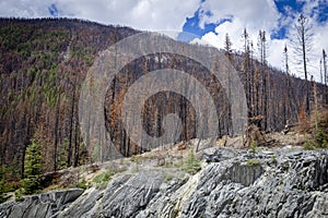 Mountain with trees destroyed by fire.