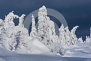 Mountain trees in the snow dresses. Natural Phenomen.