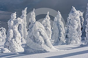 Mountain trees in the snow dresses. Natural Phenomen.