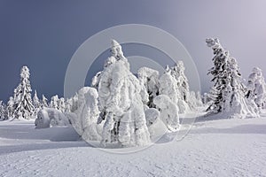 Mountain trees in the snow dresses. Natural Phenomen.