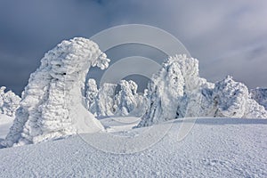 Mountain trees in the snow dresses. Natural Phenomen.