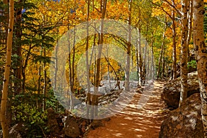 Mountain trial through Aspen trees in autumn