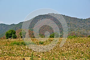 Mountain Tropical Rural Harvest Field Landscape Blue Sky Asia natural Background