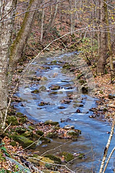 Mountain Trout Stream - 4