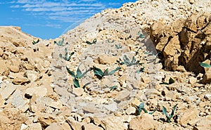 Mountain tulips .