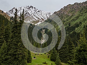 Mountain valley covered with pine trees, in the background snow-capped mountain.