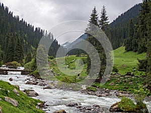 Mountain valley covered with pine trees and a log bridge over th