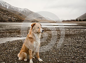 Mountain Valley and Dog