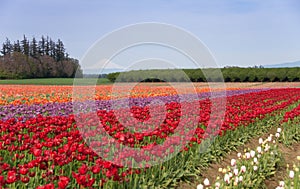 Mountain Valley Tulip Field