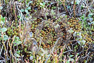 Mountain vegetation. Mountain meadow. Wild plants closeup.