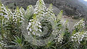 Mountain vegetation with white flowers