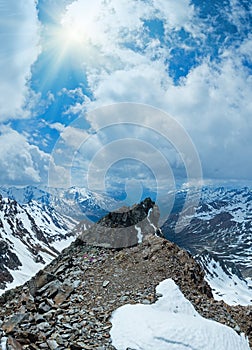 Mountain view with alp flowers over precipice and clouds