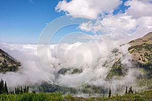 Mountain View through the branches of conifers. Olympic National Park, Washington State