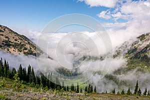 Mountain View through the branches of conifers. Olympic National Park, Washington State