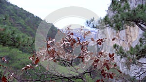 Mountain view in Crimea. Stone forest in autumn time