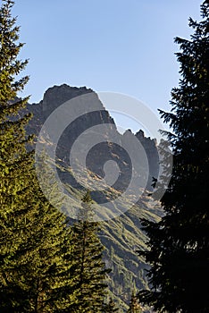 Mountain view through the evergreen forest