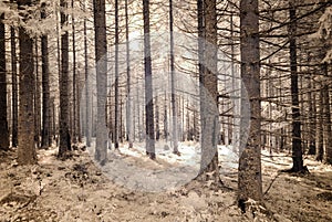 Pohľad na hory z lesa. infračervený obraz
