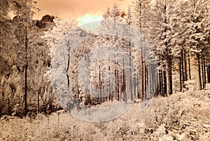 Mountain view from forest. infrared image