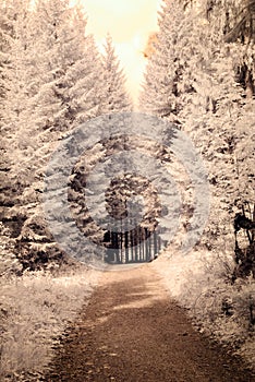 Mountain view from forest. infrared image