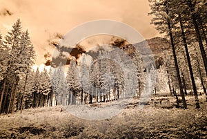 Pohled na hory z lesa. infračervený obraz