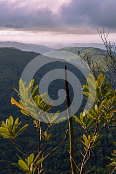 Mountain view from the Gold Coast Hinterlands